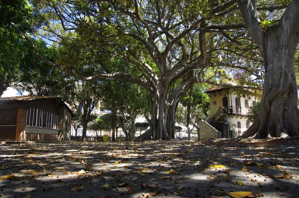 Plaza de sombra en el jardín principal en Trapani, Sicilia, Italia — Foto de Stock