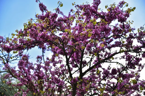 Krásný kvetoucí strom v Sabatini Gardens v Madridu. — Stock fotografie