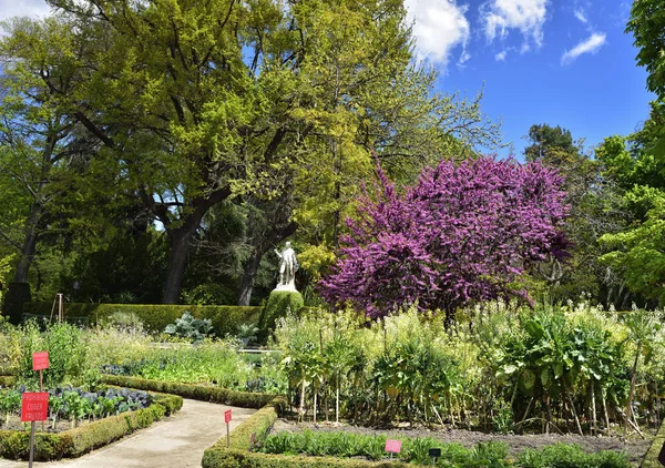 Madrid, İspanya ve Avrupa 'daki Kraliyet Botanik Bahçeleri — Stok fotoğraf