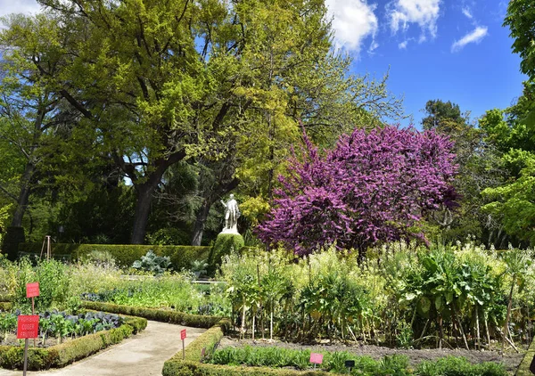 Jardines Botánicos Reales en Madrid, España, Europa — Foto de Stock