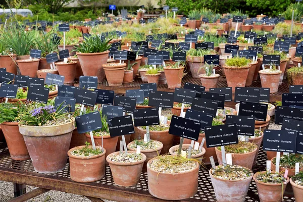 Madrid, İspanya ve Avrupa 'daki Kraliyet Botanik Bahçeleri' nde kesilmiş saksılar. Stok Resim