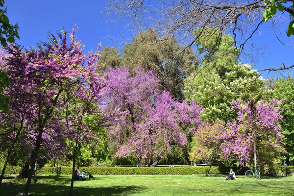 Madrid / Spanje - 12 april 2019 - Jongeren lezen boeken onder een prachtige bloeiende boom in de openbare Tuinen van het Goede Verblijf (Jardines del Buen Retiro). — Stockfoto