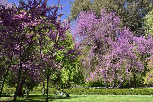 A bicicleta sob bela árvore florescente nos Jardins públicos do Bom Retiro (Jardines del Buen Retiro), o principal parque da cidade de Madrid, capital da Espanha . — Fotografia de Stock