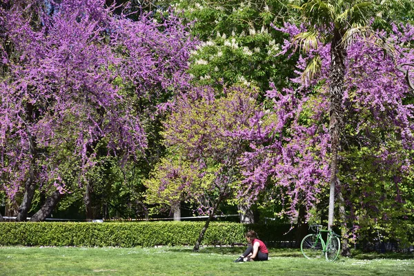 Мадрид / Іспанія - 12 квітня 2019 р. - Молода жінка, яка читає книжки під прекрасним квітучим деревом у громадських садах (Jardines del Buen Retiro).). — стокове фото