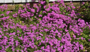 Akdeniz çiçekleri Omis, Dalmaçya, Hırvatistan ve Avrupa 'daki süslü taş yürüyüşün hemen yanında.