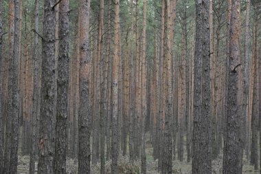 A vertical shot of a green forest in the background
