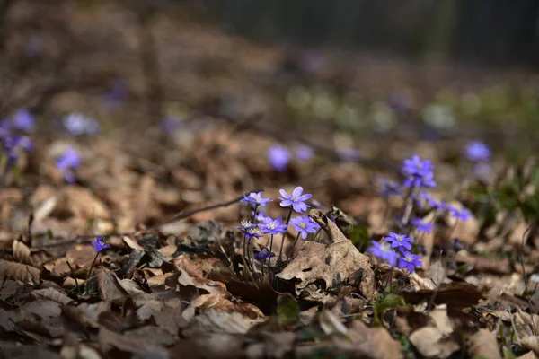 Violet Crocuses Grass Forest — Stok fotoğraf