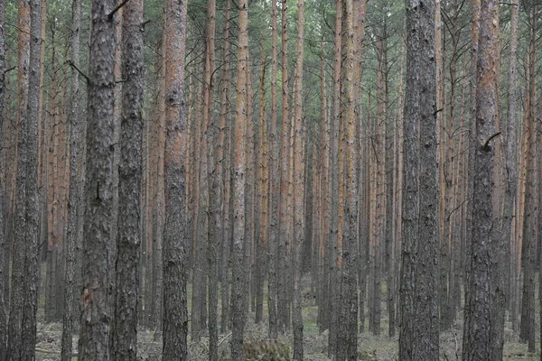 Vertical Shot Green Forest Background — Foto Stock