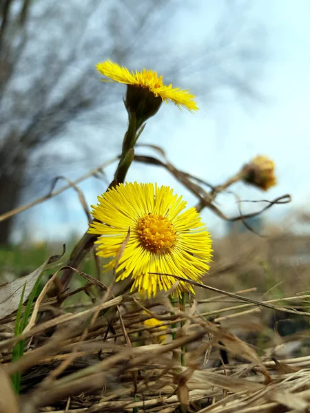 Желтый цветок мать и мачеха крупным планом на размытом фоне весной . — стоковое фото