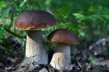 Ormanda kesilmiş mantarlar. Mantar boletus edilus. Popüler beyaz