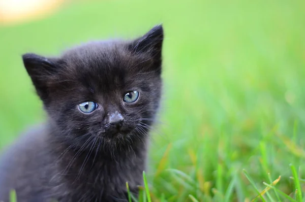 Siyah kedi yeşil çimlerin üzerinde yaz portresi