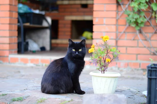 Siyah kedi bir evin verandasında dinleniyor.