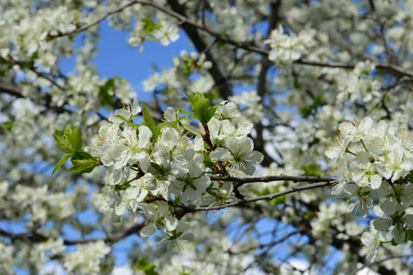 Cherry white flowers against blue sky. Plum blossom in full bloom. Spring flowering garden. Fruit tree branches. Blooming cherry plum.