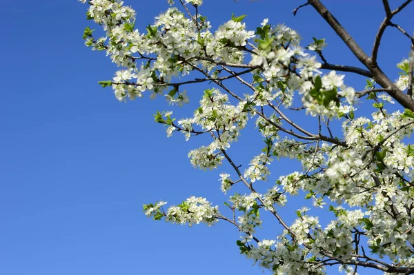 Cherry white flowers against blue sky. Plum blossom in full bloom. Spring flowering garden. Fruit tree branches. Blooming cherry plum.e background of the forest