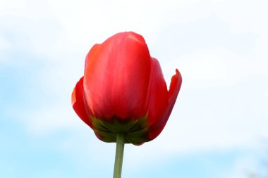  Mavi gökyüzüne karşı kırmızı bir lale