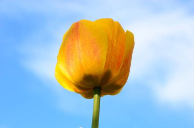 Çıplak gökyüzüne karşı açık sarı lale