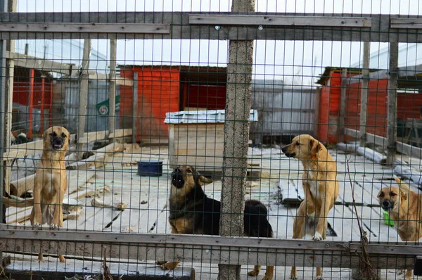 Rifugio per cani senzatetto nelle celle — Foto Stock