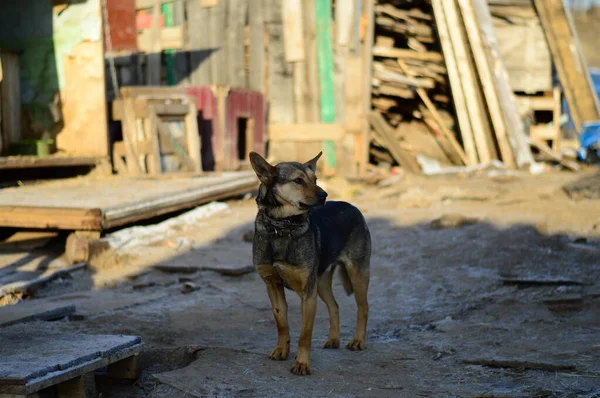 Köpek barınağında bir köpek.