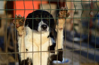Köpek barınağında bir köpek.