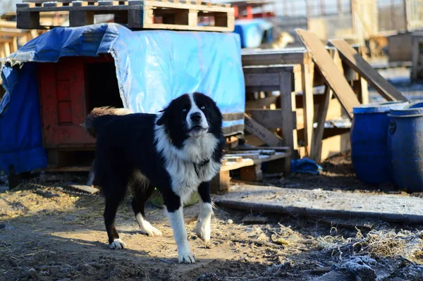 Un cane in un rifugio per cani — Foto Stock