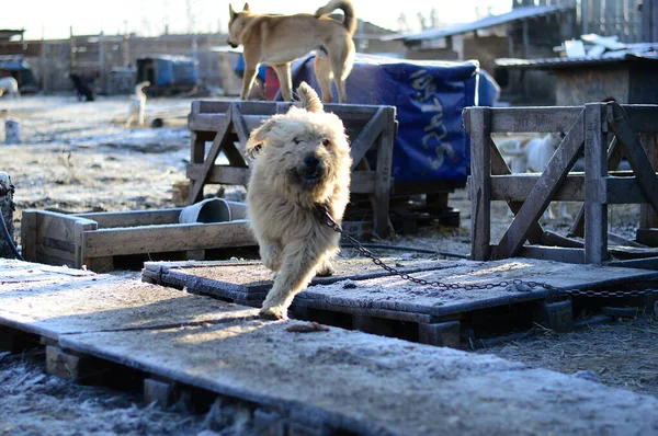 Köpek barınağında bir köpek.