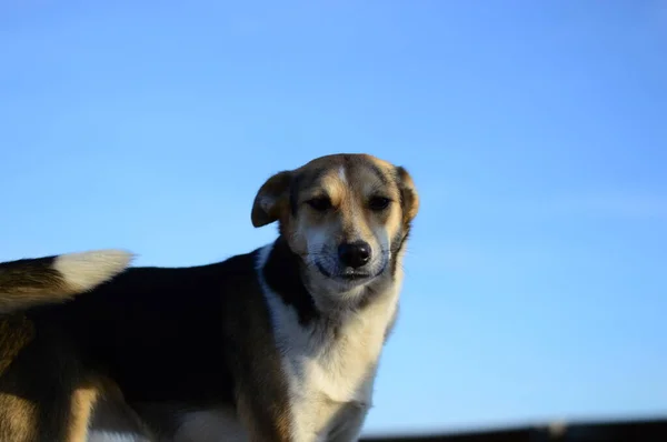 Köpek barınağında bir köpek.