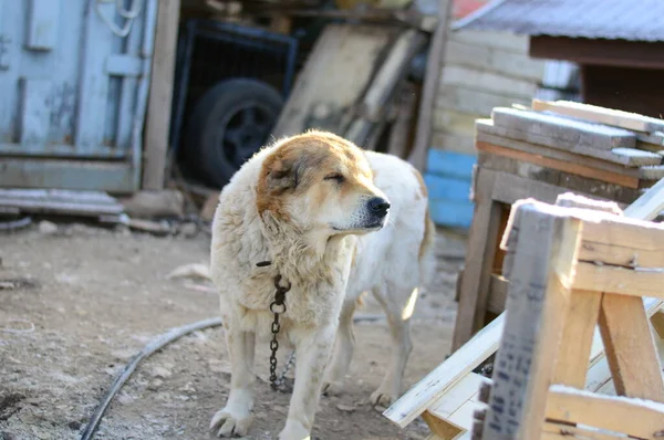 Köpek barınağında bir köpek.