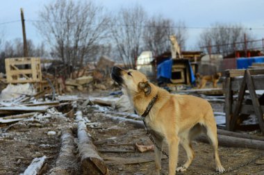 Köpek barınağında bir köpek.