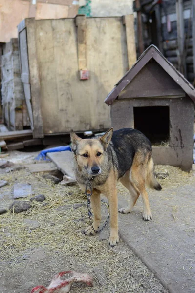 Cane nel rifugio sullo sfondo della cabina — Foto Stock
