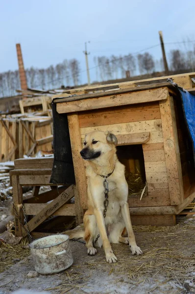 Cane nel rifugio sullo sfondo della cabina — Foto Stock