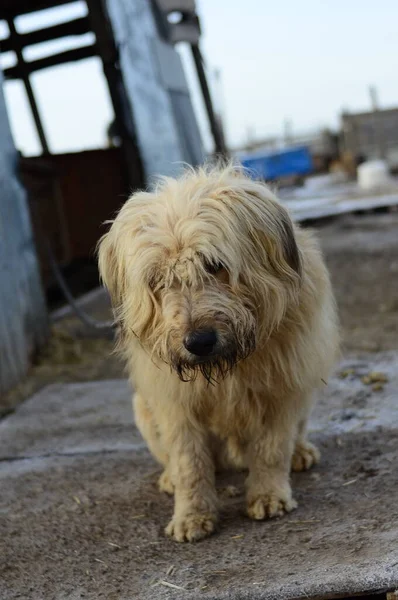 Barınağın arka planında köpek var.