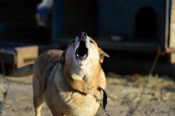 Één Hond Een Hondenhok Horizontaal — Stockfoto
