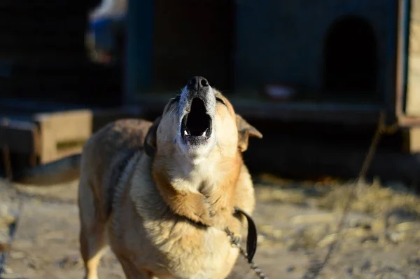 Köpek barınağında yatay olarak bir köpek.