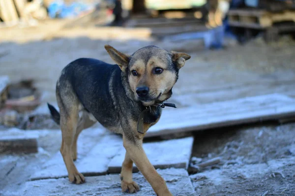 Köpek barınağında yatay olarak bir köpek.