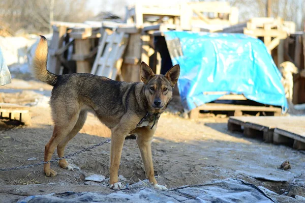 Köpek barınağında yatay olarak bir köpek.