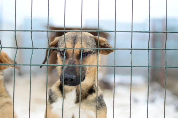 Ein Hund Tierheim — Stockfoto