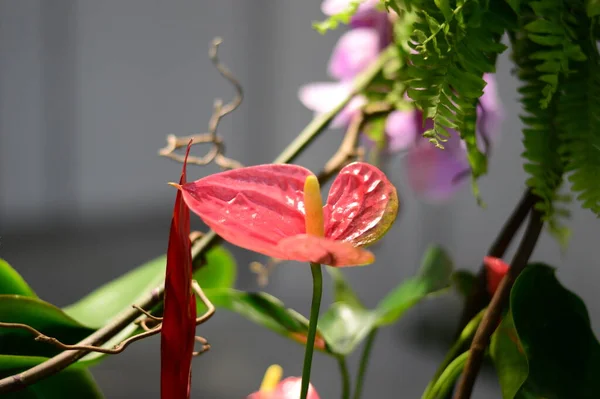 Bouquet Live Flowers Collected Composition Horizontal Photo — Stock Photo, Image