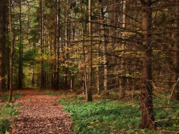 Lehrpfad durch Wald — Stockfoto