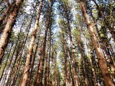 Ormandaki çam ağaçları