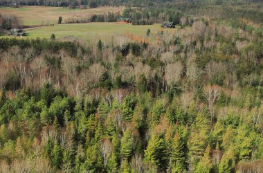 Orman temizlenmesi ile