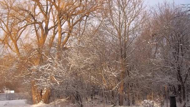 Двор Лесом После Ночного Снегопада — стоковое видео