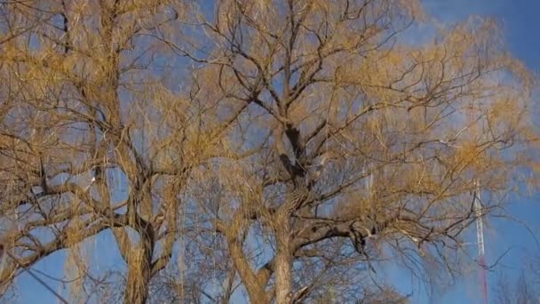 微风习习的清晨柳树 — 图库视频影像