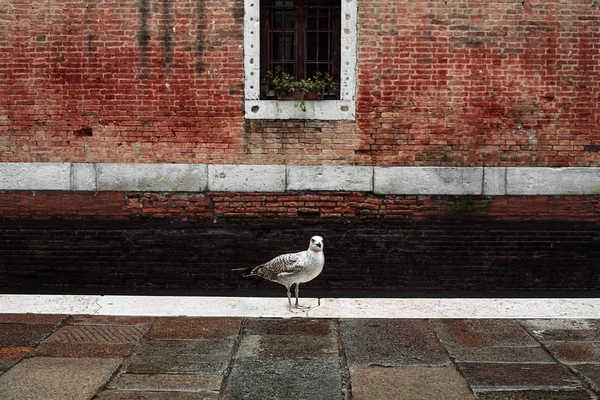 Típica Calle Del Canal Venecia Gaviota Blanca Venecia Gaviota Parapeto — Foto de Stock