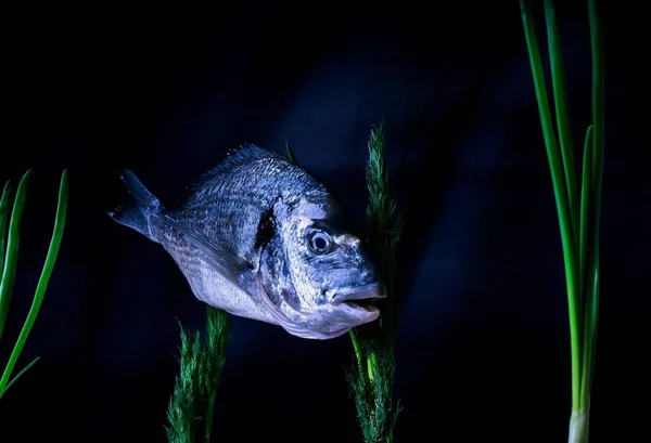 siyah bir arka plan üzerinde pişirmeden önce balık