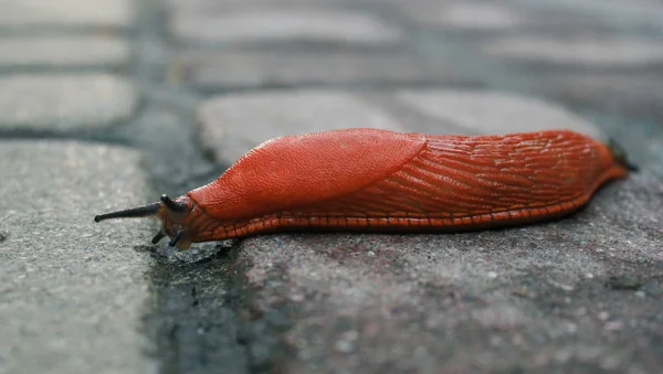 Sanat atölyesinde boyalar