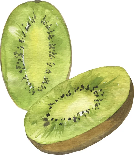 Desenho Ilustração Vetorial Pintura Aquarela Fresca Verde Kiwi Frutas —  Vetores de Stock