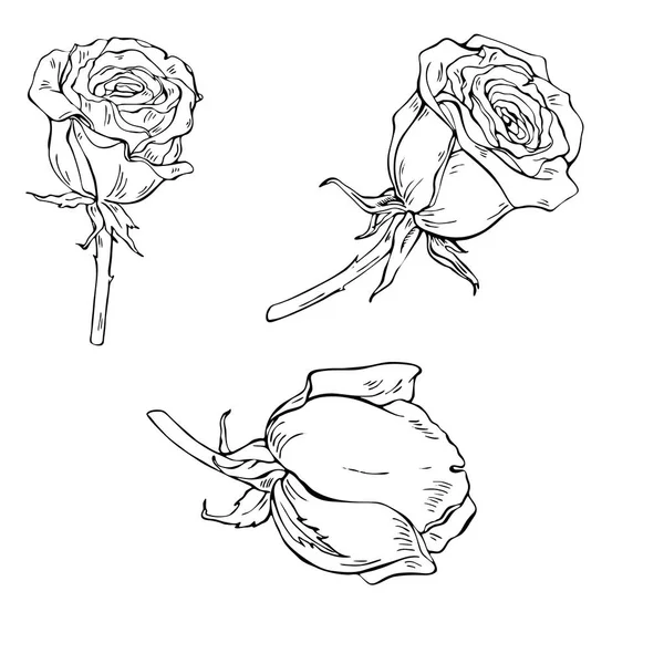 Poppy Flowers Isolated White Background Hand Drawn Vector Illustration