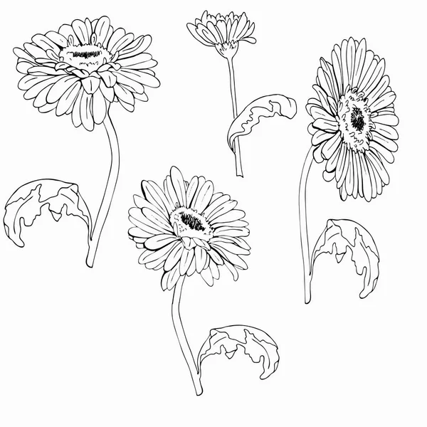 Disegno Illustrazione Vettoriale Della Bella Gerbera Daisy Flowers — Vettoriale Stock