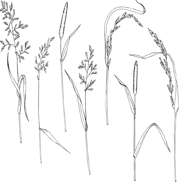 Set Wilde Kruiden Bloemen Geïsoleerd Een Witte Achtergrond Hand Getekend — Stockvector