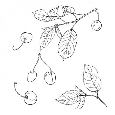 Kiraz çilek ve beyaz arka plan üzerinde bırakır. Çizilmiş vektör çizim el.